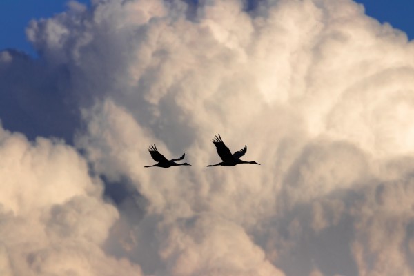 Sandhill Cranes in Cumulus Clouds by Joe Riederer
