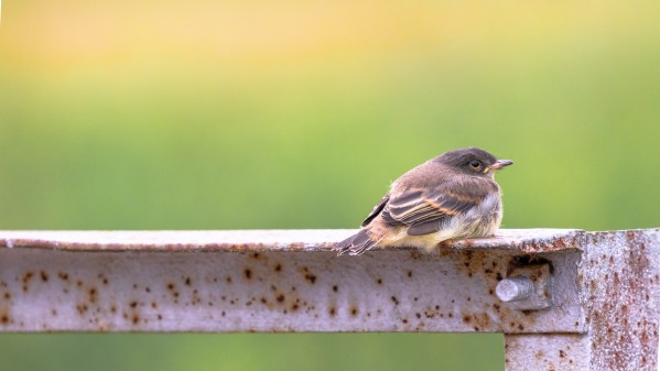 Fledgling Eastern Phoebe by Joe Riederer