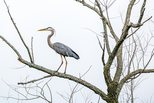 Great Blue Heron in Tree by Joe Riederer