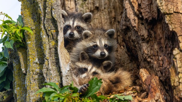 Raccoon Family Tree  by Joe Riederer