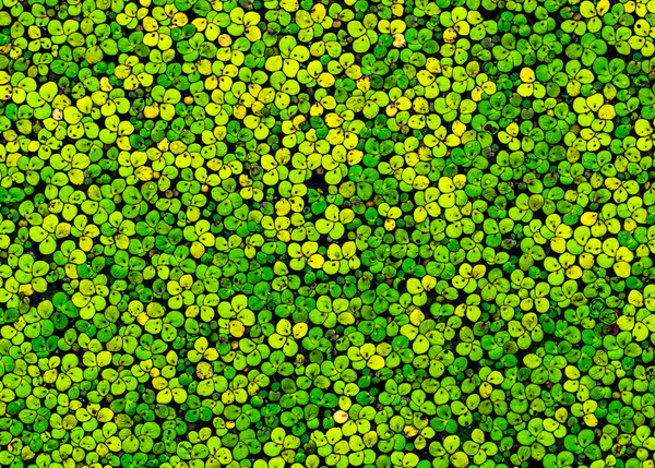 Duckweed Imprimer
