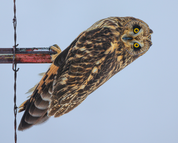 Short-eared owl  Print