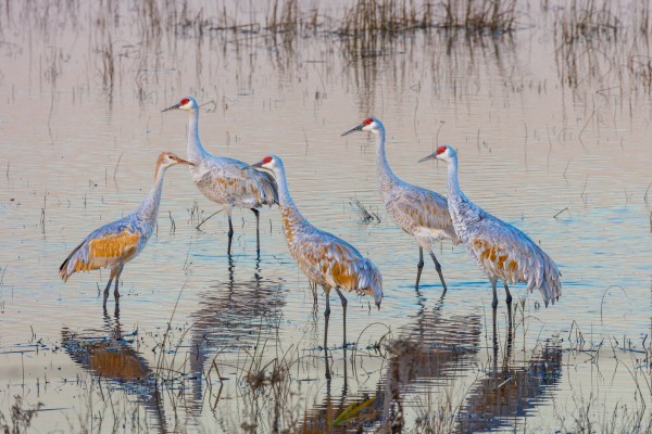 Sandhill Cranes at Sunrise Print