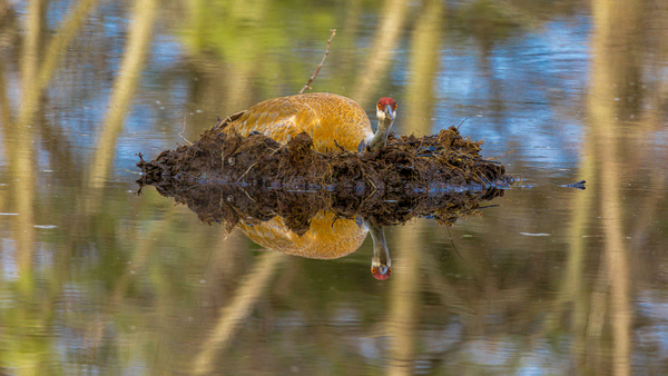 Sandhill crane on nest by Joe Riederer