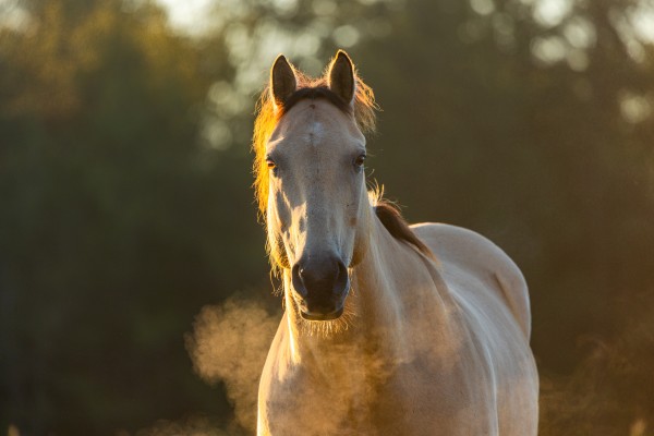 Horse Breath at Sunrise by Joe Riederer