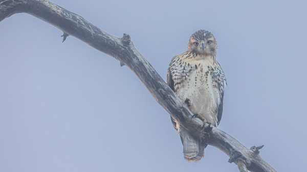 Immature red-tailed hawk in the fog  by Joe Riederer