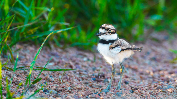 Killdeer Chick  1 Print
