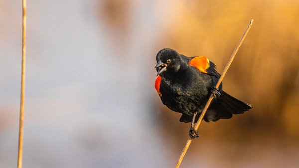 Red-winged Blackbird in Marsh by Joe Riederer