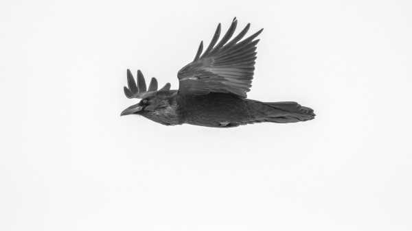 Common Raven by Joe Riederer