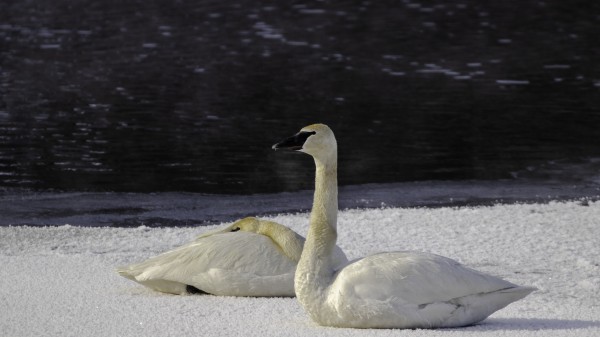 Trumpeter Swans on Ice by Joe Riederer
