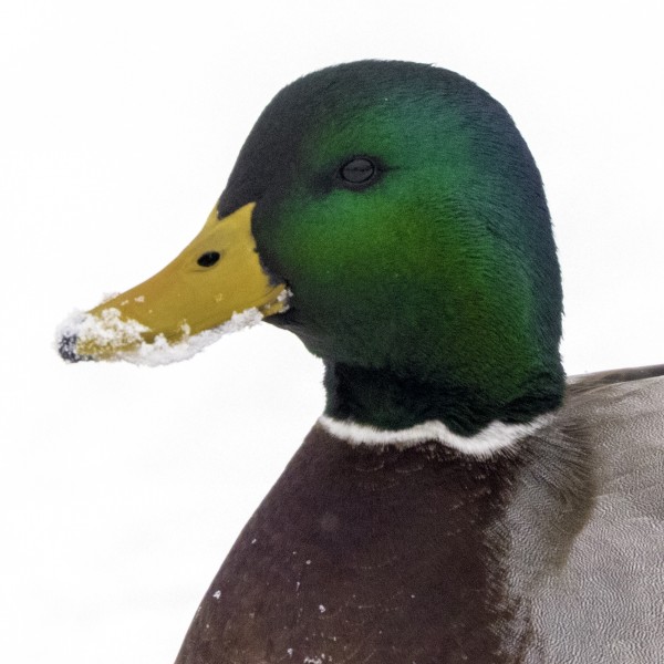 Mallard Drake  Print