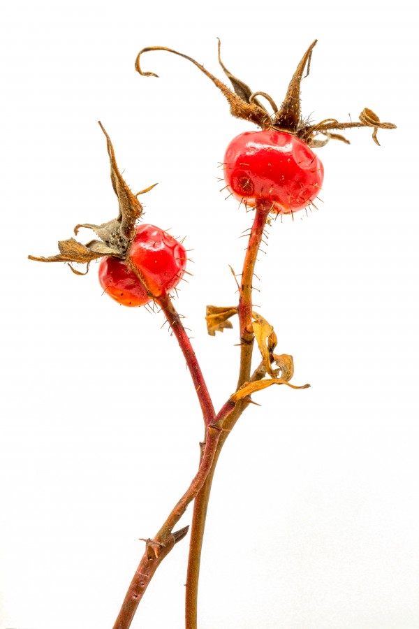Two Wild Rose Hips Print