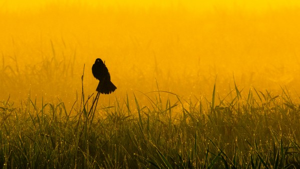 Redwing in Fog by Joe Riederer