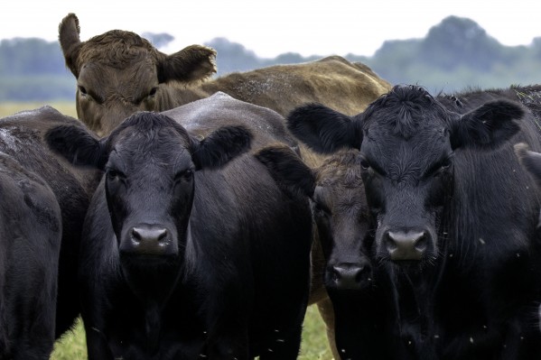 Beef Imprimer