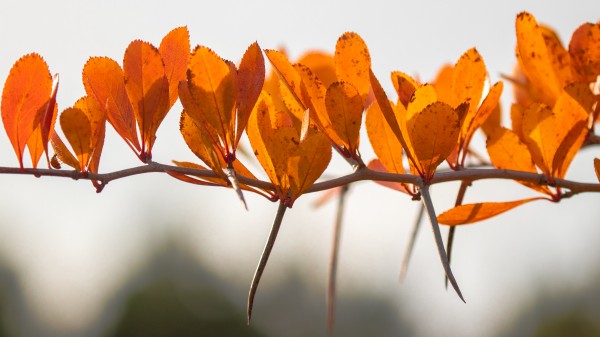 Hawthorn in fall with ladybug by Joe Riederer