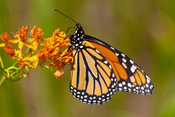 Monarch on Butterfly Weed  Print