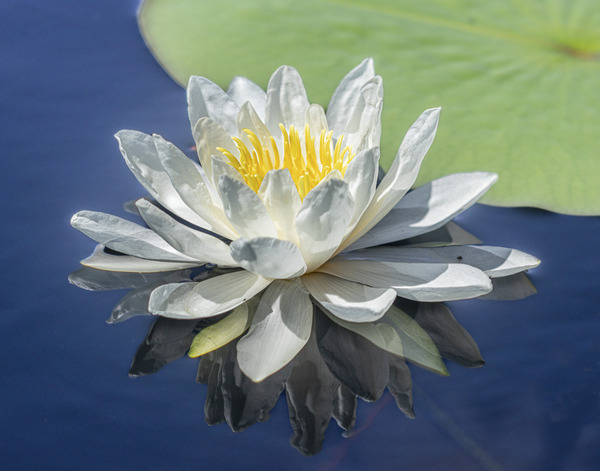 Water lily on a northern Wisconsin Lake by Joe Riederer