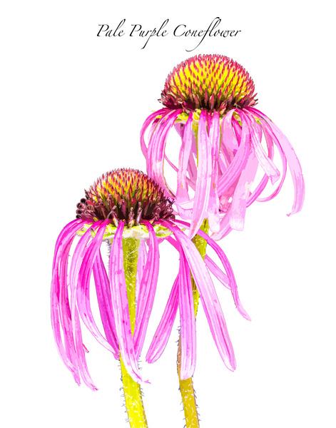 Pale Purple Coneflower by Joe Riederer