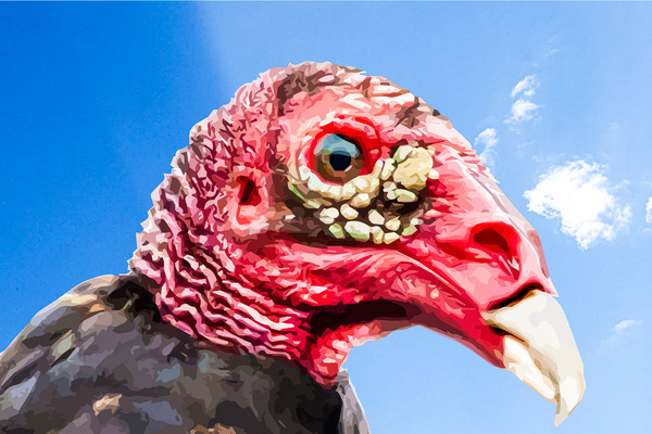 Turkey Vulture Beauty Shot by Joe Riederer