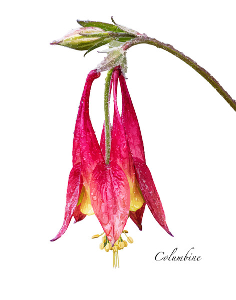 Columbine Print