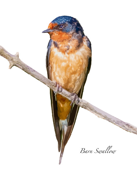 Barn Swallow by Joe Riederer
