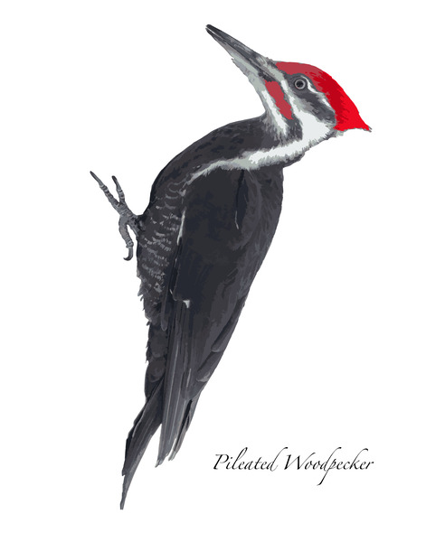 Pileated Woodpecker by Joe Riederer