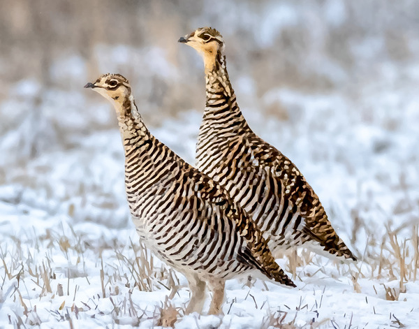 Greater Prairie Chickens Hens by Joe Riederer
