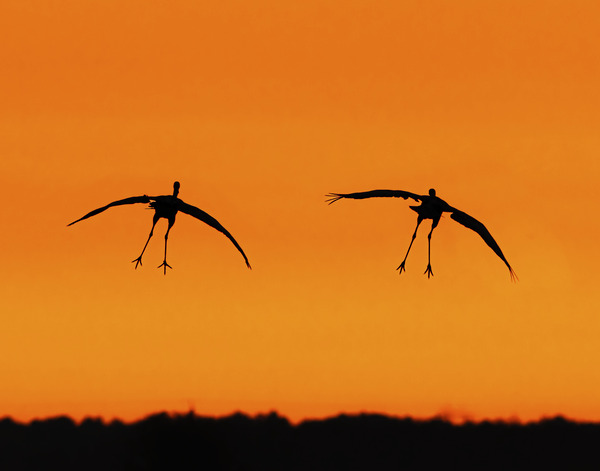 Cranes falling with Style Print