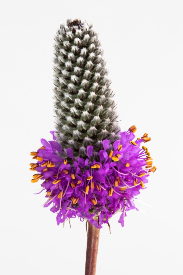 Purple Prairie Clover Print
