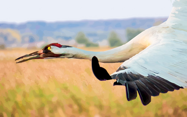 Whooping Crane Print