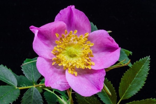 Wild Prairie Rose Print