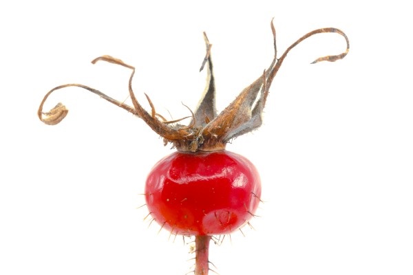 Wild Rose Hip Print