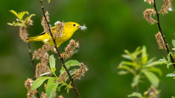 Yellow Warbler in Willow Print