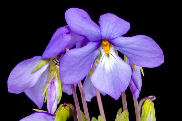 Birds Foot Violet Print
