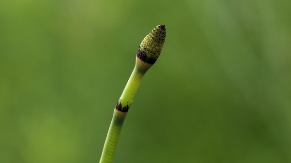 equisetum horsetail Print