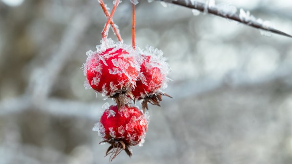 frosted hawthorn fruit by Joe Riederer