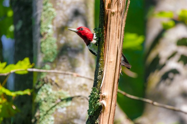 Red-headed woodpecker Print
