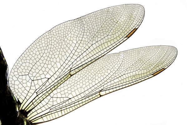 Dragonfly Wing Print