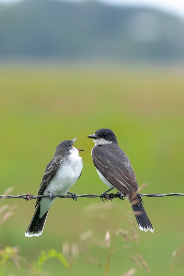 Feeding time: Eastern Kingbird Print