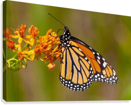 Monarch on Butterfly Weed  Canvas Print