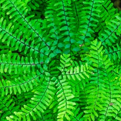 Northern Maidenhair Fern