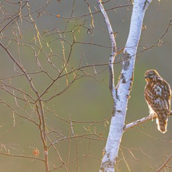 Red-tailed Hawk in Birch