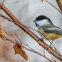 Chickadee in River Birch