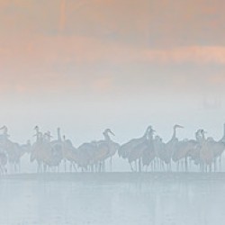 October Cranes in Fog