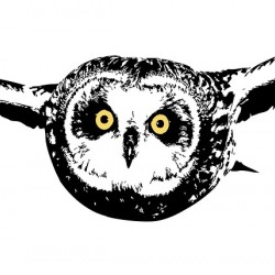 Short eared Owl as Silhouette