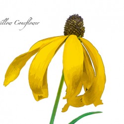 Yellow Coneflower