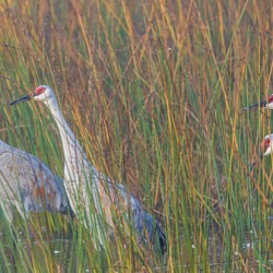Sandhills in Reeds