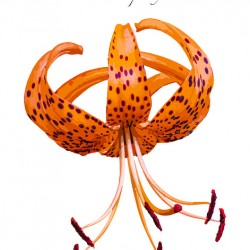 Turks Cap Lily