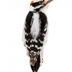 Downy Woodpecker