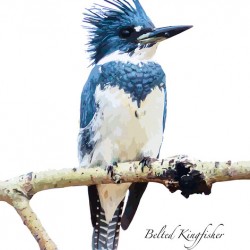 Belted Kingfisher